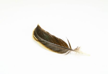 Feather isolated on white backgroundの写真素材