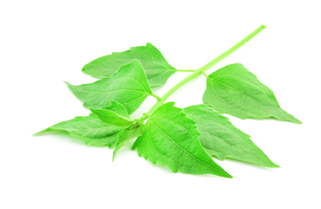 Siam weed or Ageratum houstonianum isolated on white backgroundの写真素材
