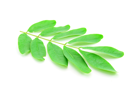 Cassod leaves, Thai copper pod (Senna siamea (Lam.) Irwin & Barnebの写真素材