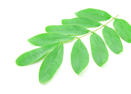 Cassod leaves, Thai copper pod (Senna siamea (Lam.) Irwin & Barnebの写真素材