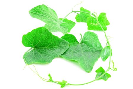 Ivy gourd leaves on white backgroundの写真素材