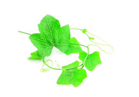 Ivy gourd leaves on white backgroundの写真素材