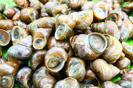 Pile of freshwater snailの写真素材