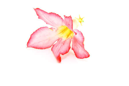 Desert rose on white backgroundの写真素材