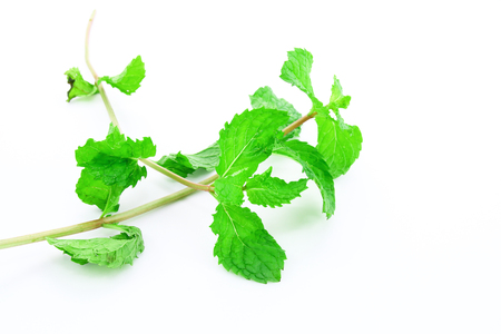 Kitchen mint or Marsh Mint isolated on white background