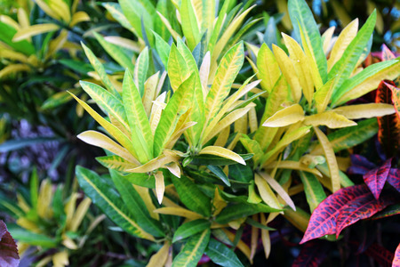 Yellow Garden croton's leaves (Codiaeum variegatum cv. Lillian Staffinger)