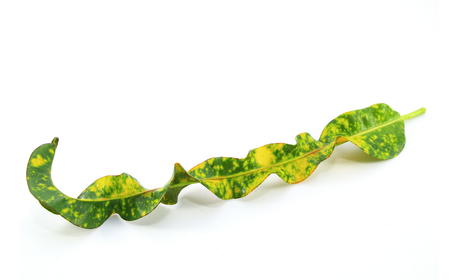 Garden Croton leaf on White Background
