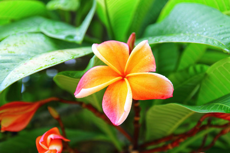 Plumeria , Frangipani flowers , Champa flowerの写真素材