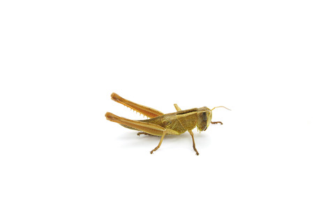 Grasshopper isolated on white backgroundの写真素材