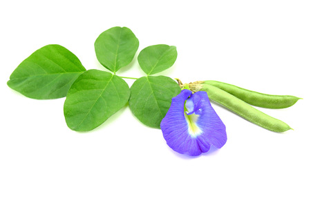 Butterfly pea with seeds isolated on white backgroundの写真素材