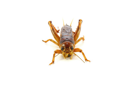 Gryllidae ,Orthoptera isolated on white backgroundの写真素材