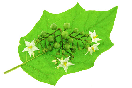 Turkey berry (Solanum torvum) isolated in white backgroundの写真素材