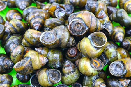 Pile of freshwater snailの写真素材