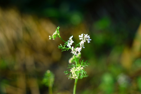 Coriander flowersの写真素材