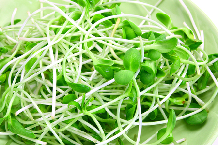 Green young sunflower sproutの写真素材