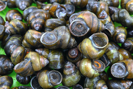 Pile of freshwater snailの写真素材