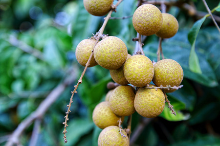 Longan fruit on treeの写真素材