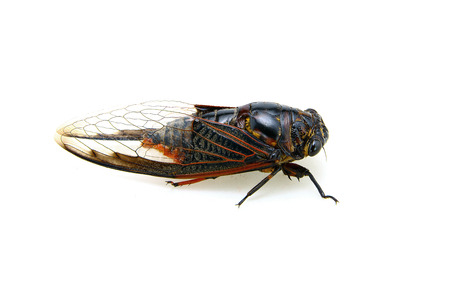Cicada isolated on white backgroundの写真素材
