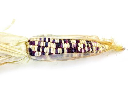 Waxy corn isolated on white backgroundの写真素材