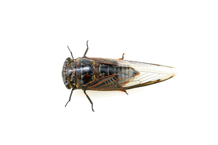 Cicada isolated on white backgroundの写真素材