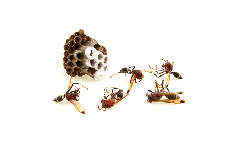 Hornet nest on white backgroundの写真素材