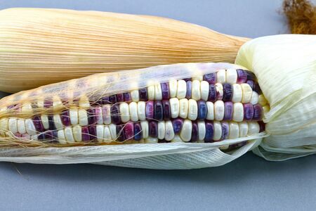 Waxy corn isolated on gray background
