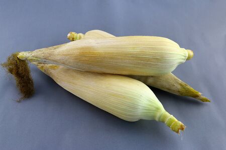 Waxy corn isolated on gray background