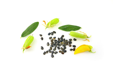 Sunn Hemp flowers with seeds on white background
