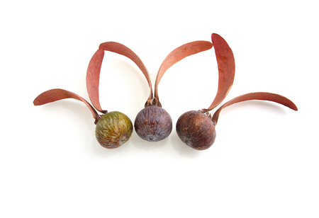 Dipterocarpus obtusifolius Teijsm seed on white backgroundの写真素材