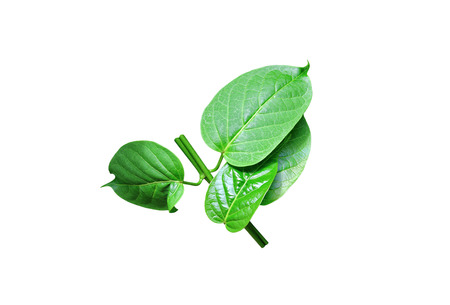 Gumnema inodorum (Lour.) Decne., Drug treatment for diabetesの写真素材