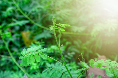 Sensitive plant or Mimosa pudicaの写真素材