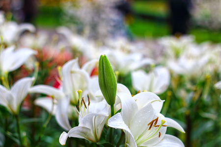 White liliesの写真素材