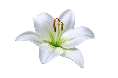 white lily isolated on white backgroundの写真素材