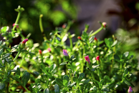Flower Portulaca oleraceaの写真素材