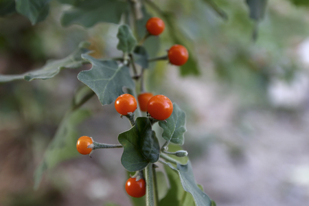 Sparrow's Brinjal herb in the natureの写真素材
