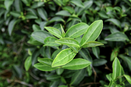 Closeup fresh green tea leavesの写真素材