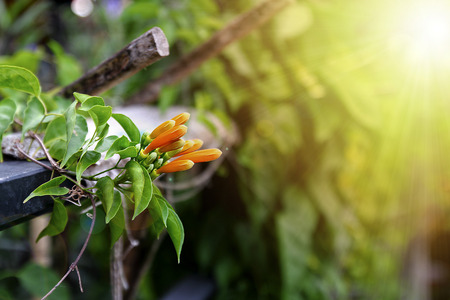 Orange Trumpet or Flame Flowerの写真素材