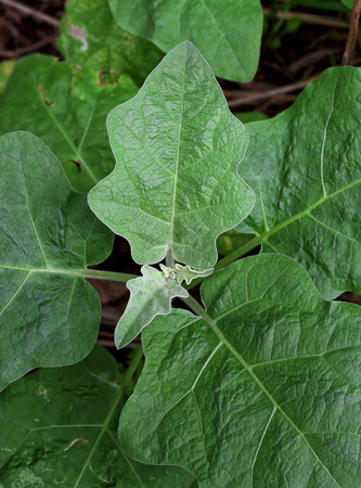 Eggplant leaves close upの写真素材