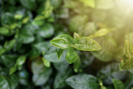 Fresh green tea leavesの写真素材