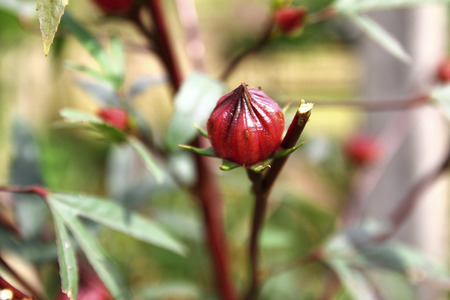 Hibiscus sabdariffa or Red Roselle in natureの写真素材