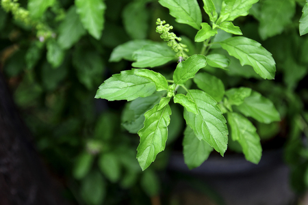 Holy basil or Sacred basil (Ocimum tenuiflorum L.) in the gardenの写真素材