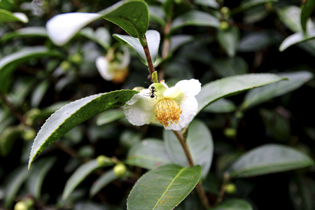 Green tea flower or Camellia sinensisの写真素材