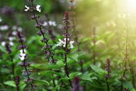 Thai basil (Ocimum basilicum) or sweet basilの写真素材