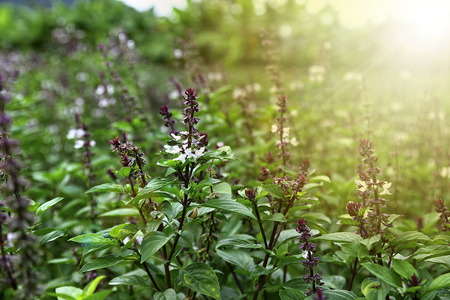 Thai basil (Ocimum basilicum) or sweet basil の写真素材