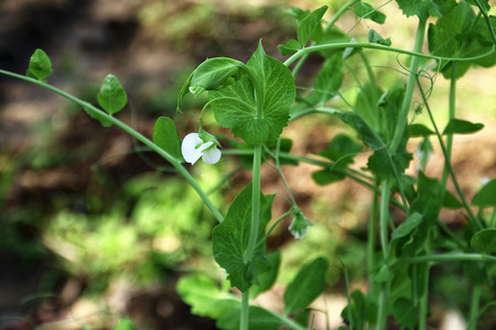 Sugar pea in the gardenの写真素材