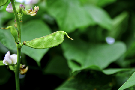 Hyacinth bean or Lablab purpureusの写真素材