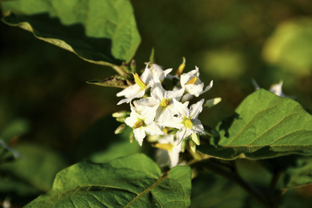Turkey berry (Solanum torvum) flowers on treeの写真素材