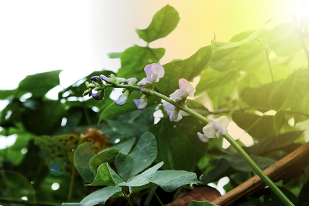 Hyacinth bean or Lablab purpureus (L.)の写真素材