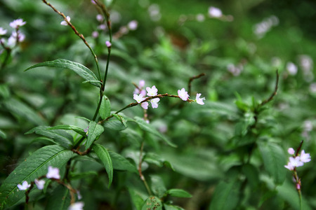 Vietnamese coriander or Persicaria odorataの写真素材