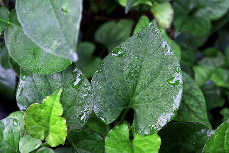 Houttuynia cordata Thunb or Plu Kaow in the gardenの写真素材